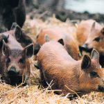 Wild pigs are a hybrid of escaped domestic pigs and escaped wild boars. They have developed over recent decades, especially after the collapse of the wild boar farming industry in the early 2000s. | File photo