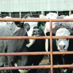 Calves can be weaned early when necessary and continue to grow well. | Greg Lardy photo