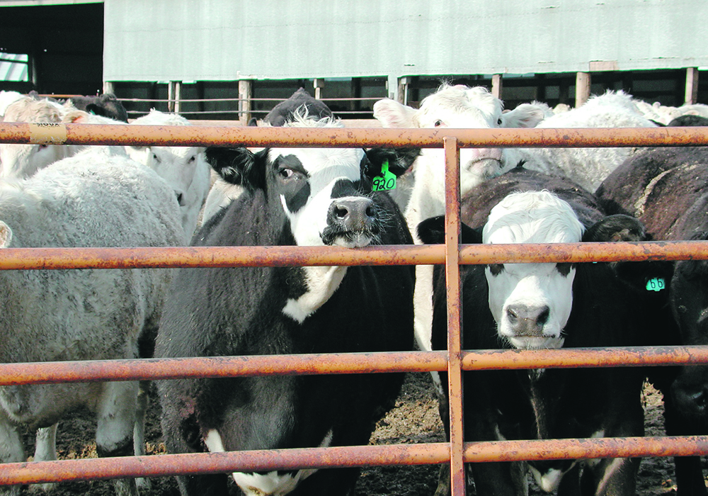 Calves can be weaned early when necessary and continue to grow well. | Greg Lardy photo