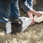 Dr. Lisa Surber, a ruminant nutritionist and consultant in the Medicine Hat, Alta., region, says calves need milk or milk replacer during their first 45 days of life, but generally start nibbling good forage if it is available. | File photo