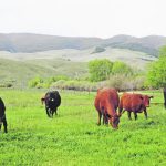 Green pasture is the best source of vitamin A for cows. | Heather Smith Thomas photo
