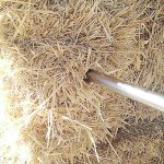 Feed testing will indicate nutrient levels in forages and indicate what supplements are required. | Emily Glunk photo