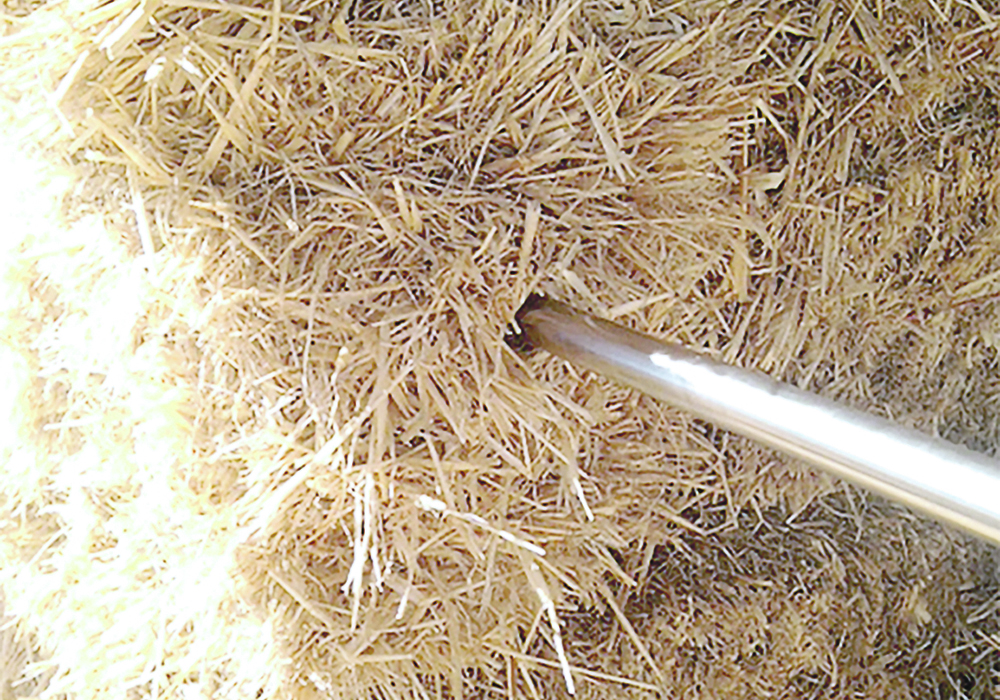 Feed testing will indicate nutrient levels in forages and indicate what supplements are required. | Emily Glunk photo