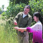 Brian Steffenson, left, and student Shuyi Huang examine an Aegilops species closely related to sharonensis called Aegilops longissima. | Photo courtesy Brian Steffenson