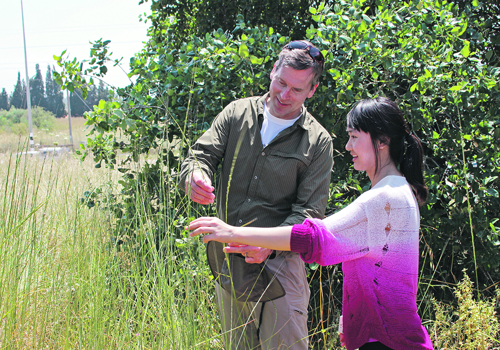 Brian Steffenson, left, and student Shuyi Huang examine an Aegilops species closely related to sharonensis called Aegilops longissima. | Photo courtesy Brian Steffenson