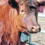 A cow wears a Nofence virtual fence collar as part of Olds College’s research into the technology. | Mary MacArthur photo