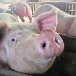 Figuring out which factors could be causing higher U.S. death rates for sows and feeder pigs is hard to assess without isolating other factors. | Reuters photo
