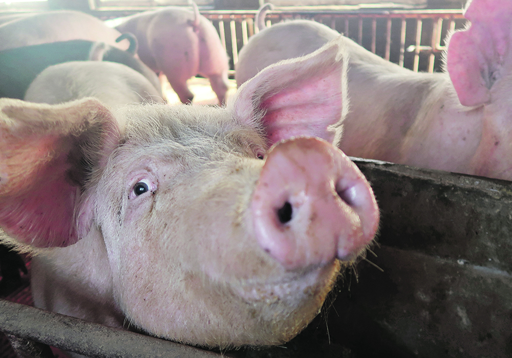 Figuring out which factors could be causing higher U.S. death rates for sows and feeder pigs is hard to assess without isolating other factors. | Reuters photo
