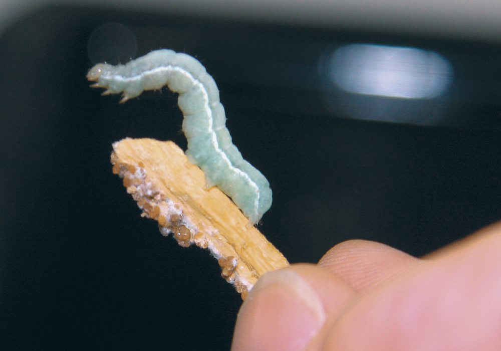 Forecasting cutworm numbers from year to year can be difficult, but the pest has been declining in Western Canada since 2020. | File photo