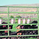 Calves can successfully be raised on bottles and grain if they lose their mothers. | Heather Smith Thomas photo