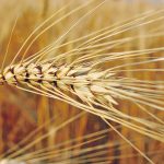 LeftField Commodity Research analyst Jonathon Driedger is forecasting 16 million tonnes of production by the key exporters of the crop — the European Union, Canada, the United States and Mexico. That would be well above last year’s 13 million tonnes but below the previous five-year average. | File photo