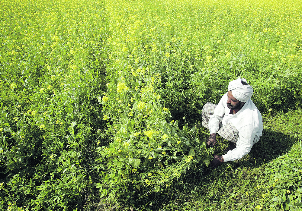 Increased acres and sufficient soil moisture have lifted India’s rapeseed production to a record 11 million tonnes, up 28 percent from a year ago. | Reuters/Munish Sharma photo