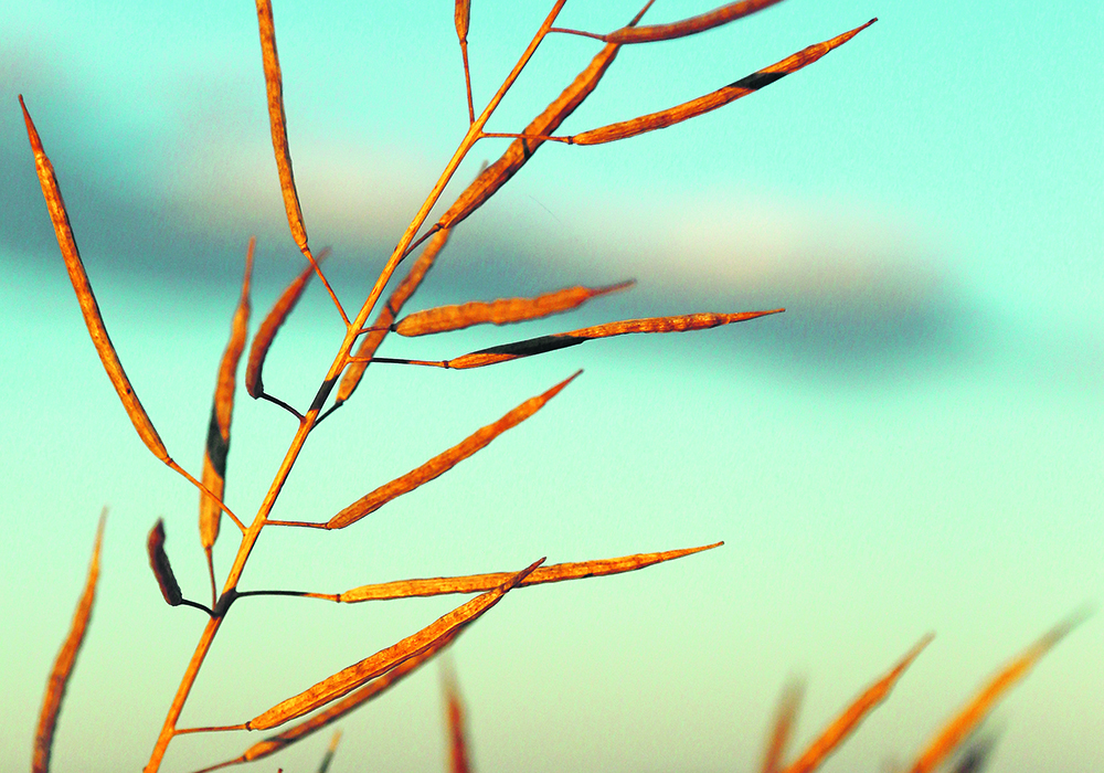 Put options don’t guarantee delivery for canola growers, but a broker says that shouldn’t be a problem this year because of the strong demand for the crop. | File photo