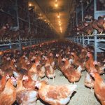 British Columbia, Saskatchewan and Quebec are the latest provinces to report cases of the bird flu as of April 18, with the Canadian Food Inspection Agency reporting half-a-million birds affected.
| File photo