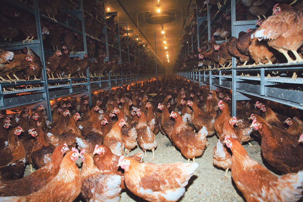 British Columbia, Saskatchewan and Quebec are the latest provinces to report cases of the bird flu as of April 18, with the Canadian Food Inspection Agency reporting half-a-million birds affected.   | File photo