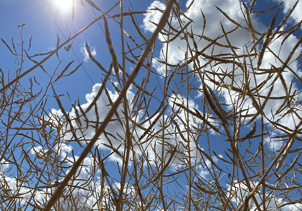 The Agricultural Producers Association of Saskatchewan’s policy framework task force suggests a claims-free benefit of increased margin coverage, for example two percent, for every year of participation without a payment. | File photo