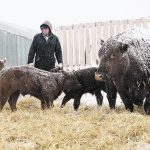 Blair McRae checks a pen of calves at Mar Mac Farms south of Brandon, Man., April 14 during the second day of a massive snowstorm that blanketed southern Manitoba and southeastern Saskatchewan. McRae, his wife, Lois, and their family have about 400 Angus and Simmental cattle and had 160 calves this spring. | Sandy Black photo