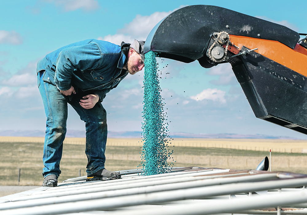 De Paoli  keeps a close watch as a blue streak of treated peas pours into his truck.  |  Mike Sturk photo.