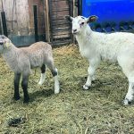 A lamb that was 24.6 pounds when it was born, right, stands with a 13.5 pound lamb born a day later. | Supplied photo