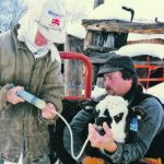 A calf with gut discomfort and bloat from a toxic infection that shut down the gut is treated by forcing castor oil into its stomach. | Heather Smith Thomas photo