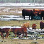 Play in young animals is thought to be a generally positive and reinforcing activity through the release of endogenous opioids. | Jeannette Greaves photo