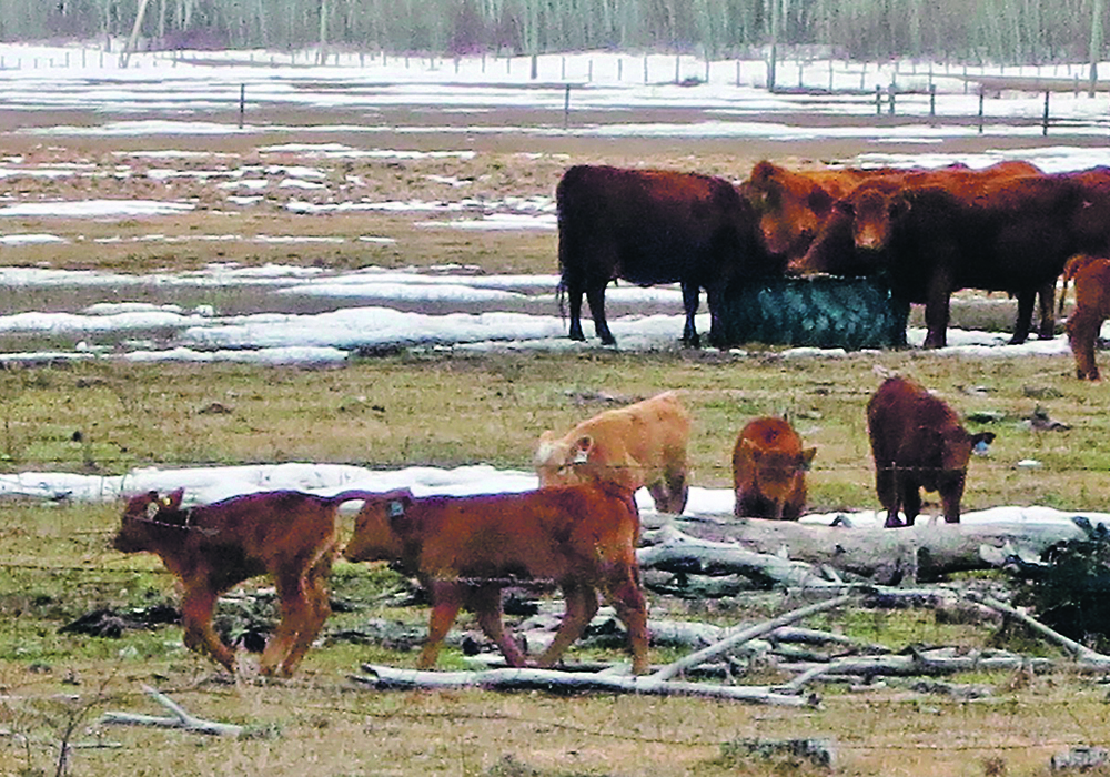 Play in young animals is thought to be a generally positive and reinforcing activity through the release of endogenous opioids. | Jeannette Greaves photo