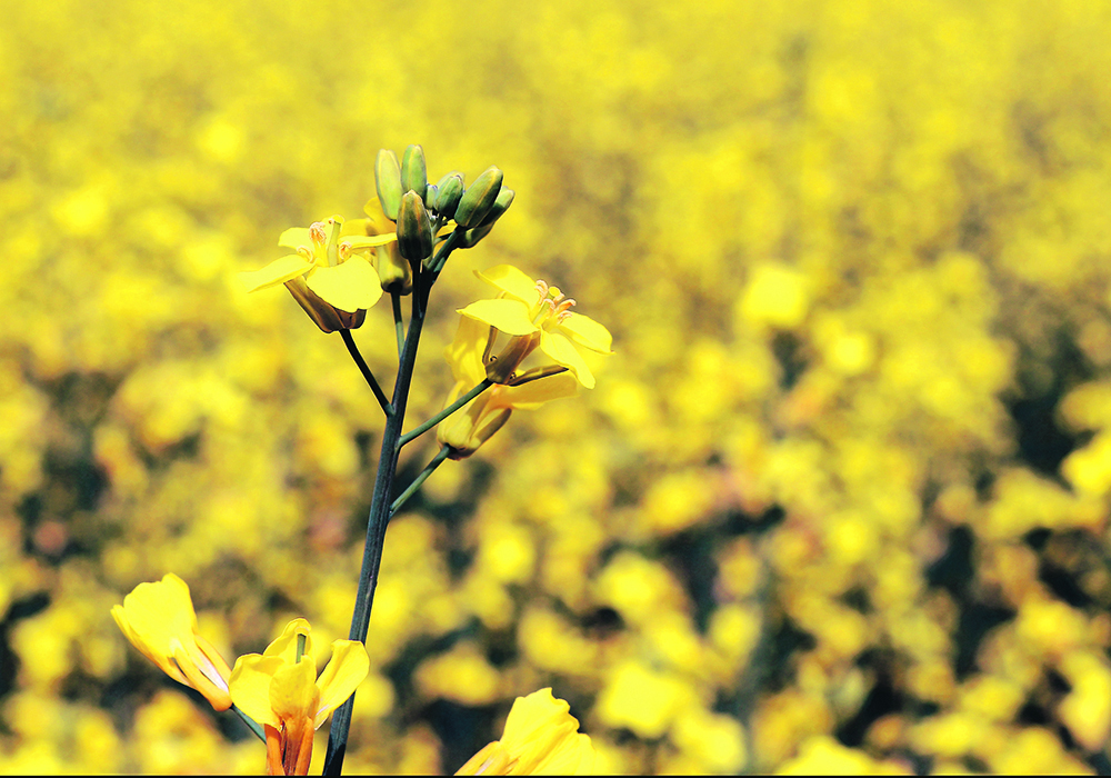 The United States Environmental Protection Agency published a proposed rule on April 12 that paves the way for canola oil to be used to make renewable diesel, jet fuel and other products. | File photo