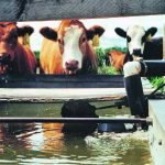 The most urgent concern in the dispute is providing water for the livestock that are raised in the Lethbridge region, including about 750,000 cattle. | File photo