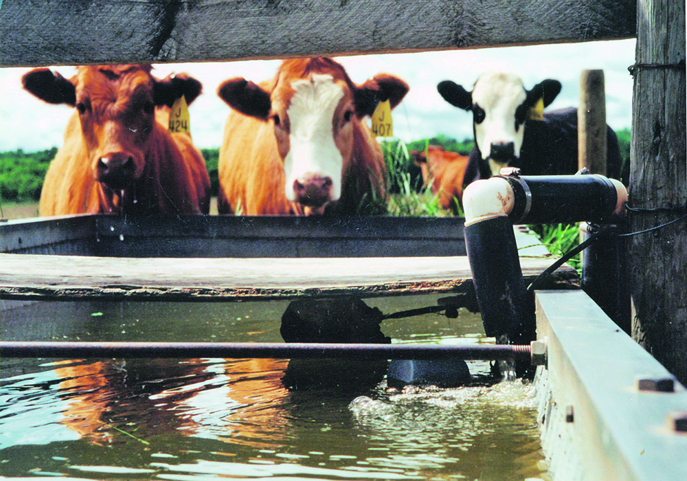 The most urgent concern in the dispute is providing water for the livestock that are raised in the Lethbridge region, including about 750,000 cattle.  |  File photo