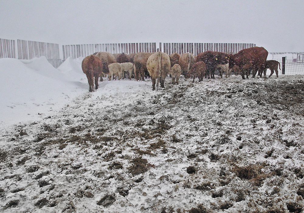 Cattle try to stay out of the wind on the Greaves farm near Deerwood, Man., last weekend. The Colorado low that hit much of the province was hard on livestock and brought overland flooding to some regions, but most producers are welcoming the additional moisture.  |  Jeannette Greaves photo