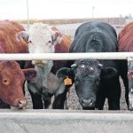 A feed barley vacuum created by heavy exports has produced an unusually strong domestic market for feed wheat in Canada, which could rival this year’s levels in 2022-23, depending on Canadian yields and what happens in the U.S. corn market. | File photo