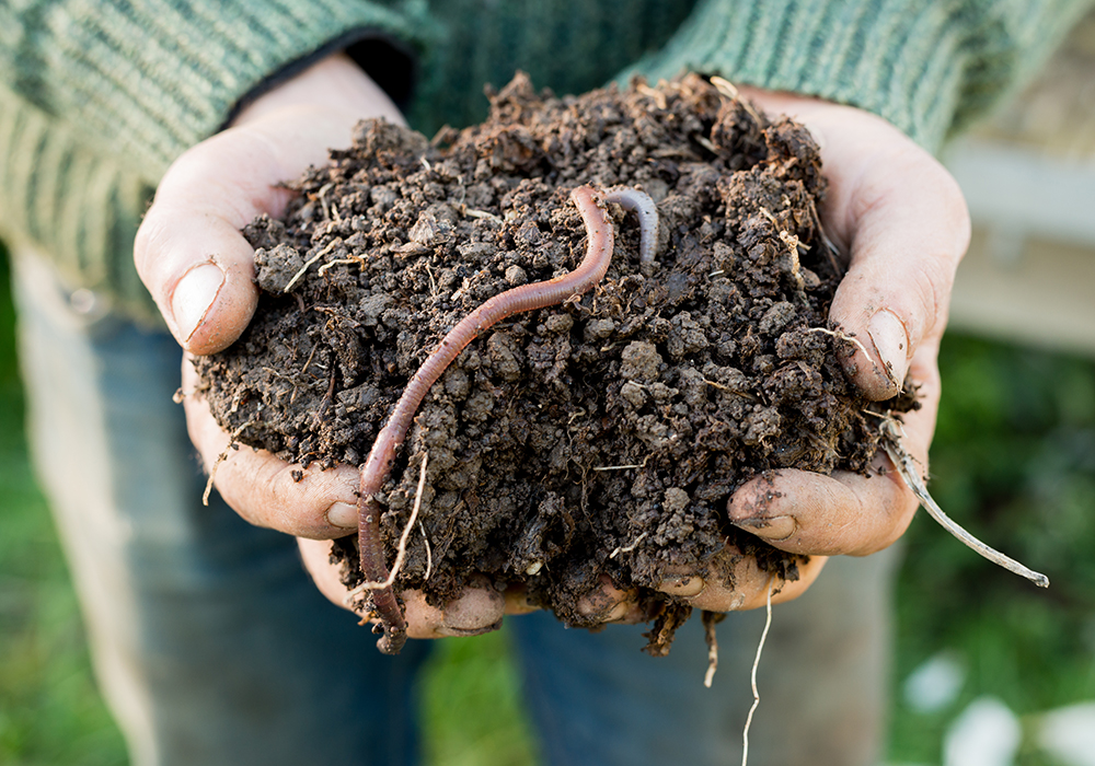 Scientists think that any earthworms that once lived here were killed off in the last ice age. After that, we were an earthworm-free zone until European settlers brought them along for the ride. | Getty Images