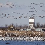 Environment and Climate Change Canada said it had received 100 mortality reports from 35 Saskatchewan rural municipalities, ranging from a single bird to more than 100, although it couldn’t say all were caused by avian influenza. | File photo
