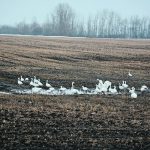 A burgeoning snow goose population could be one factor in this year’s avian flu outbreak. | Les Dunford photo