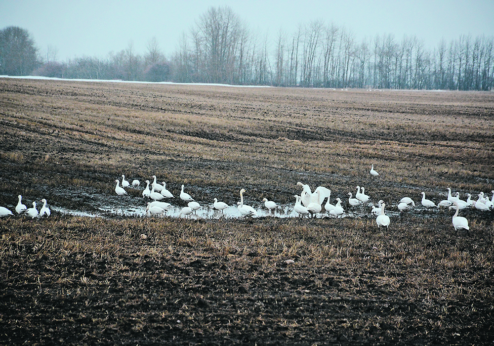A burgeoning snow goose population could be one factor in this year’s avian flu outbreak.  |  Les Dunford photo