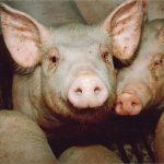 The hog industry says all producers need to keep their pigs safe. | File photo