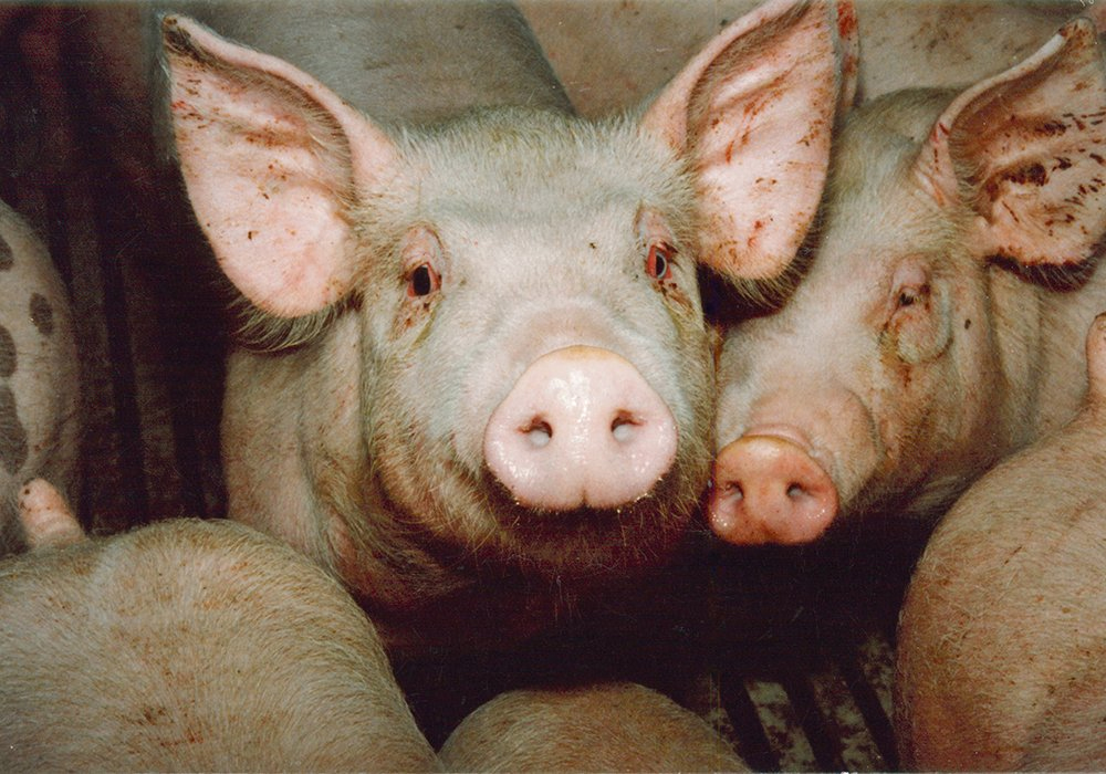 The hog industry says all producers need to keep their pigs safe.  |  File photo
