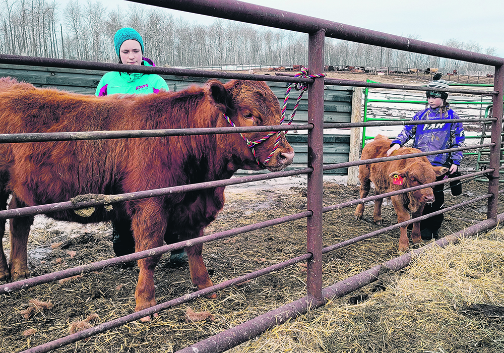 Amber and Hailey Spray with their 4-H projects on Triple S Cattle Co. at Hazel Dell, Sask. |  Krystal Spray photo