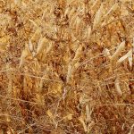 Statistics Canada’s Principal Field Crop Areas report finds that producers intend to seed seven percent fewer peas than last year. | FILE PHOTO