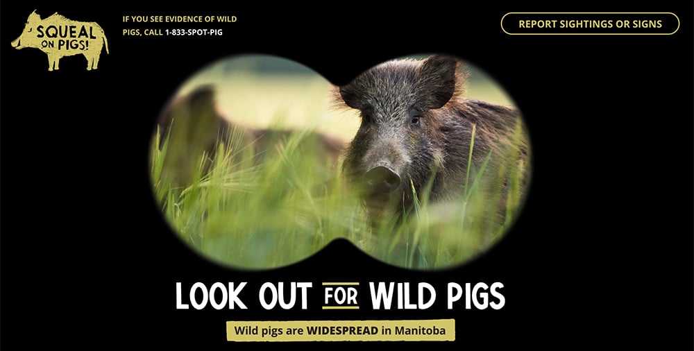 Called Squeal on Pigs, the project calls on anyone in Manitoba who has seen wild pigs to call a toll-free number or click on a website to report what they’ve seen.  | Screencap via squealonpigsmb.org