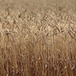 "The trigger for the fall seems to have been the prospect of some much-needed rainfall in very dry Hard Red Winter (HRW) wheat regions," said Tobin Gorey, director of agricultural strategy at the Commonwealth Bank of Australia. | File photo