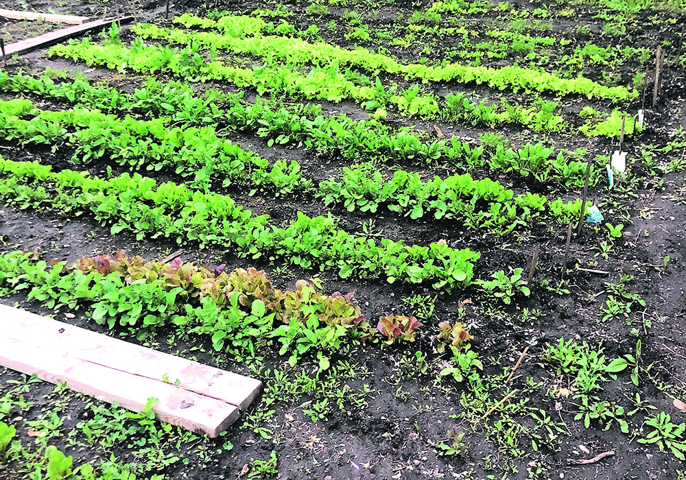 The author jumped at the chance to work in a big garden again when her daughter and husband bought an acreage. Missing her farm garden, being able to work in a large garden again was more interesting than her garden box in the city. | Hathaway family photo