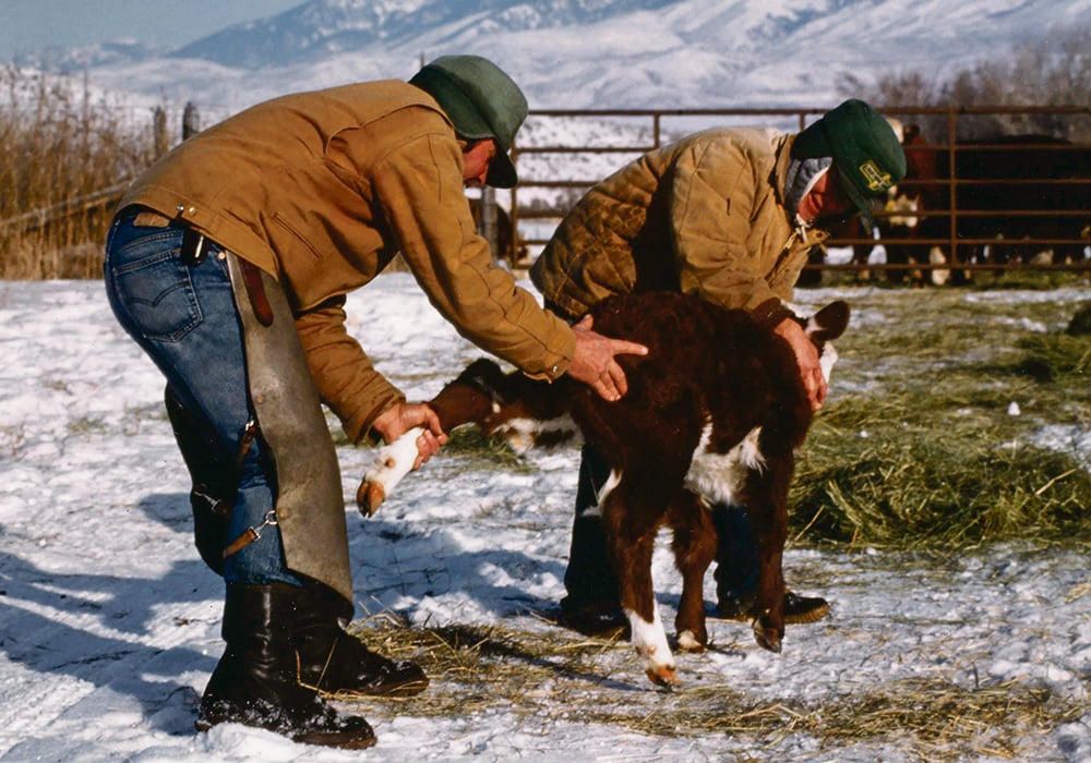 To easily catch a calf, one person distracts it while the other sneaks up behind and grabs a hind leg just above the fetlock. The front person then grabs the head.  |  Michael Thomas photo