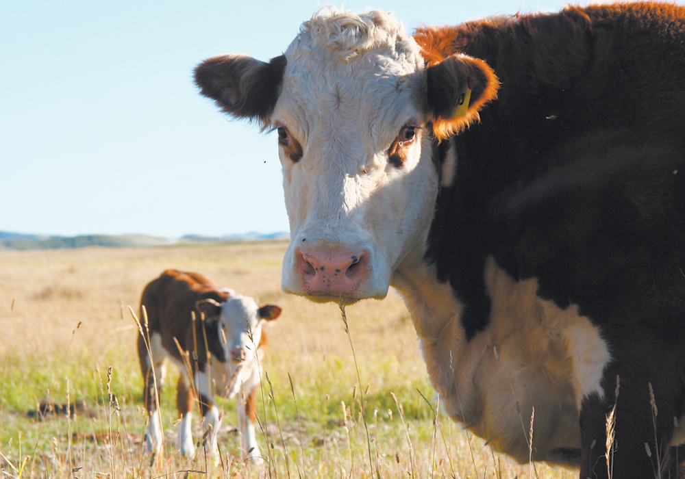 You are what your mother ate,” said Bart Lardner from the Department of Animal and Poultry Science at the University of Saskatchewan. | File photo