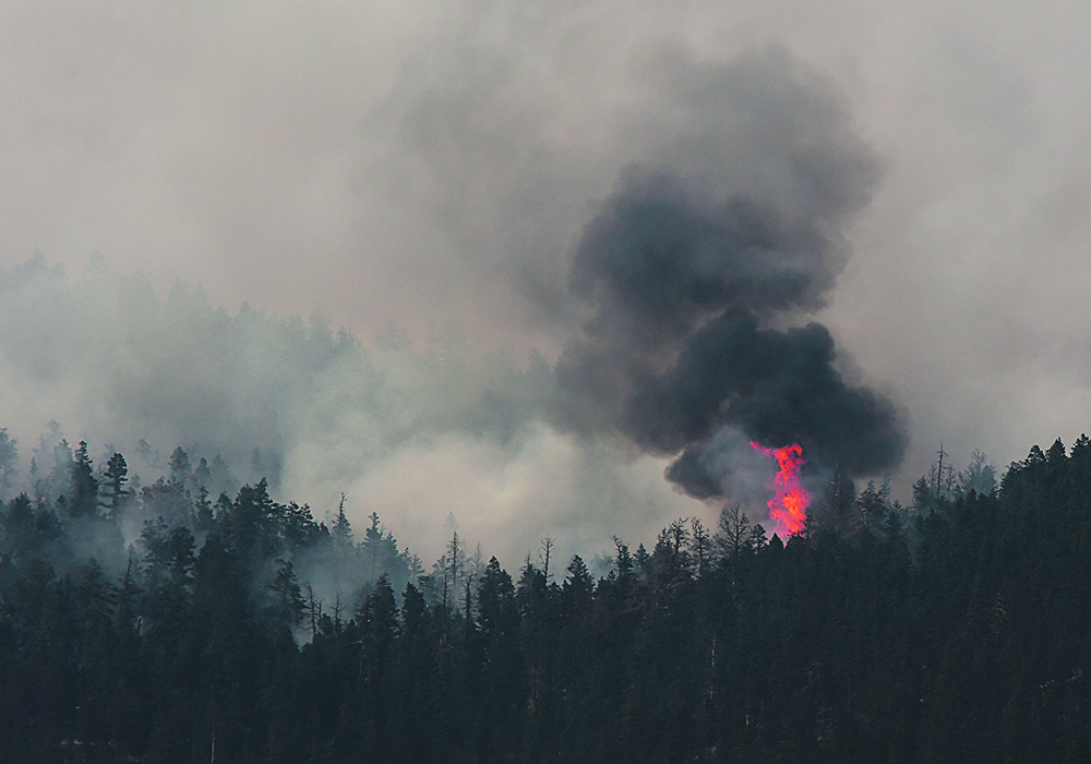 The pilot project grew out of the ashes of back-to-back devastating fires in the British Columbia Interior in 2017-18 with four pilot programs launched on the outskirts of Kelowna, Summerland, Peachland and Cranbrook.  |  Reuters/Ben Nelms photo