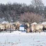 Researchers from Cornell University say their Rheolex system sets the stage for evaluating semen fertility and quality and opens up IVF options. | Jeannette Greaves photo