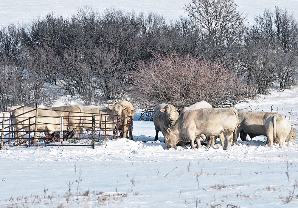 Researchers from Cornell University say their Rheolex system sets the stage for evaluating semen fertility and quality and opens up IVF options.  |  Jeannette Greaves photo