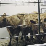 Producers must ask the right questions to ensure new purchases fit into their herd’s health program when an animal’s health status is not clearly spelled out. | File photo