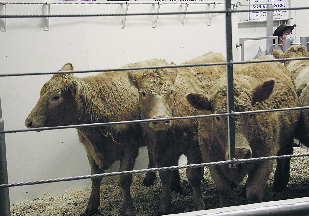 Producers must ask the right questions to ensure new purchases fit into their herd’s health program when an animal’s health status is not clearly spelled out.  |  File photo