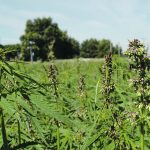 The Alberta government says hemp is part of an agri-food investment and growth strategy developed under its economic recovery plan. | File photo